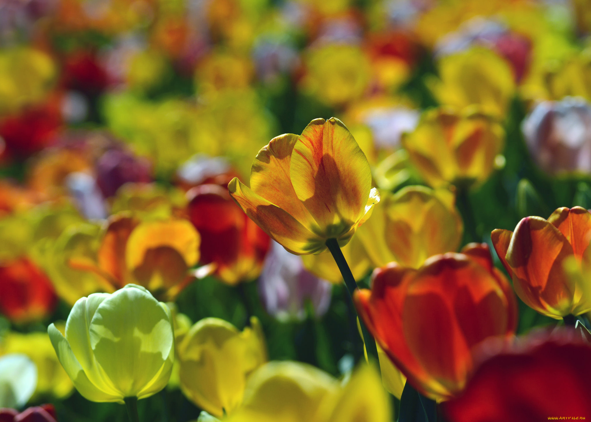 цветы, тюльпаны, лепестки, листья, бутоны, цветение, яркость