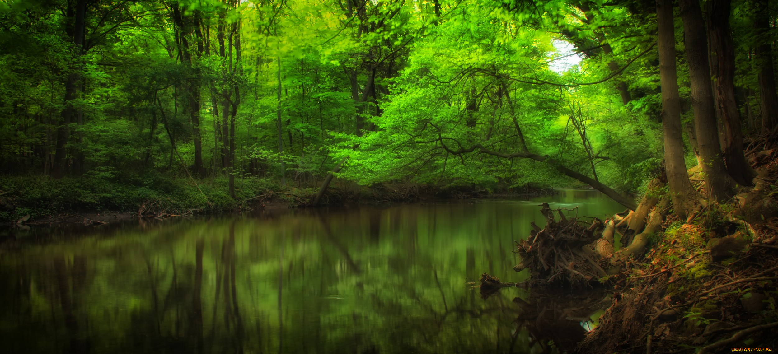 природа, реки, озера, река, лес