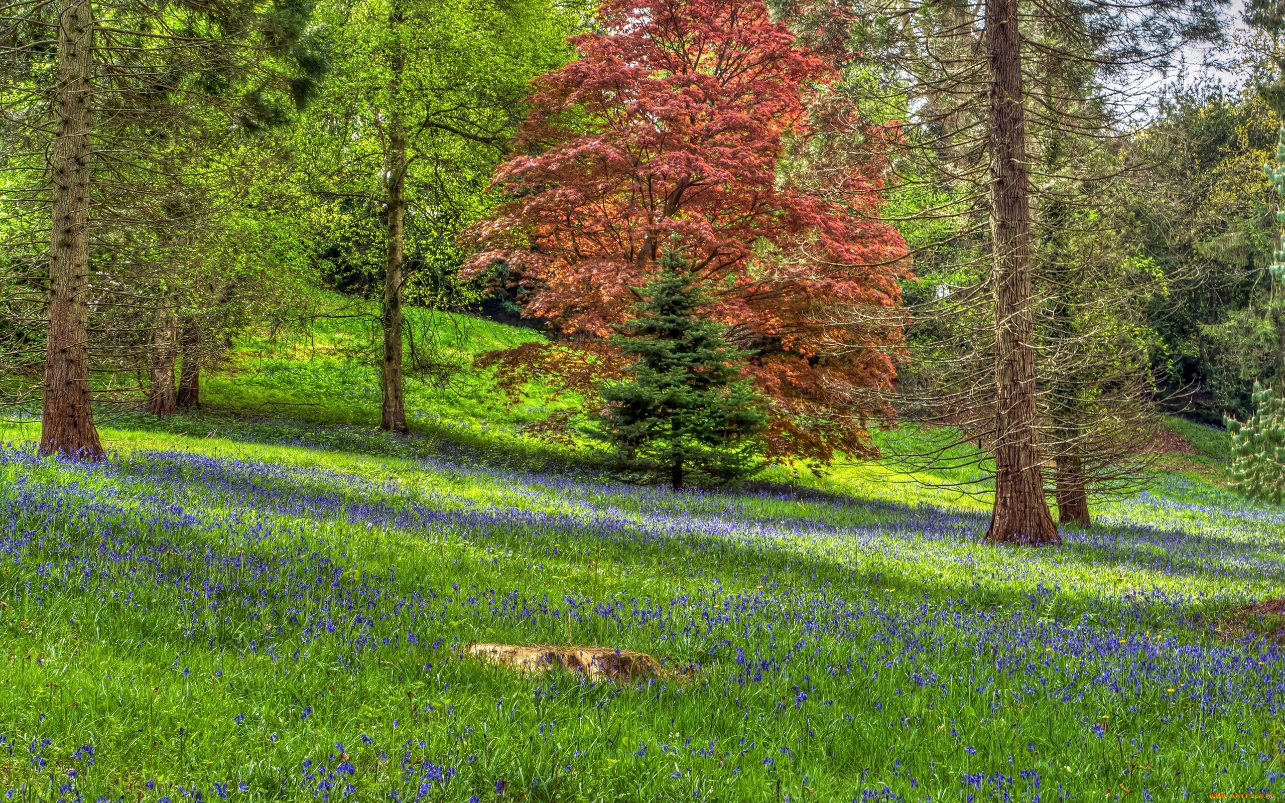 природа, лес, склон, англия, деревья, поляна, ardingly, трава, цветы, hdr
