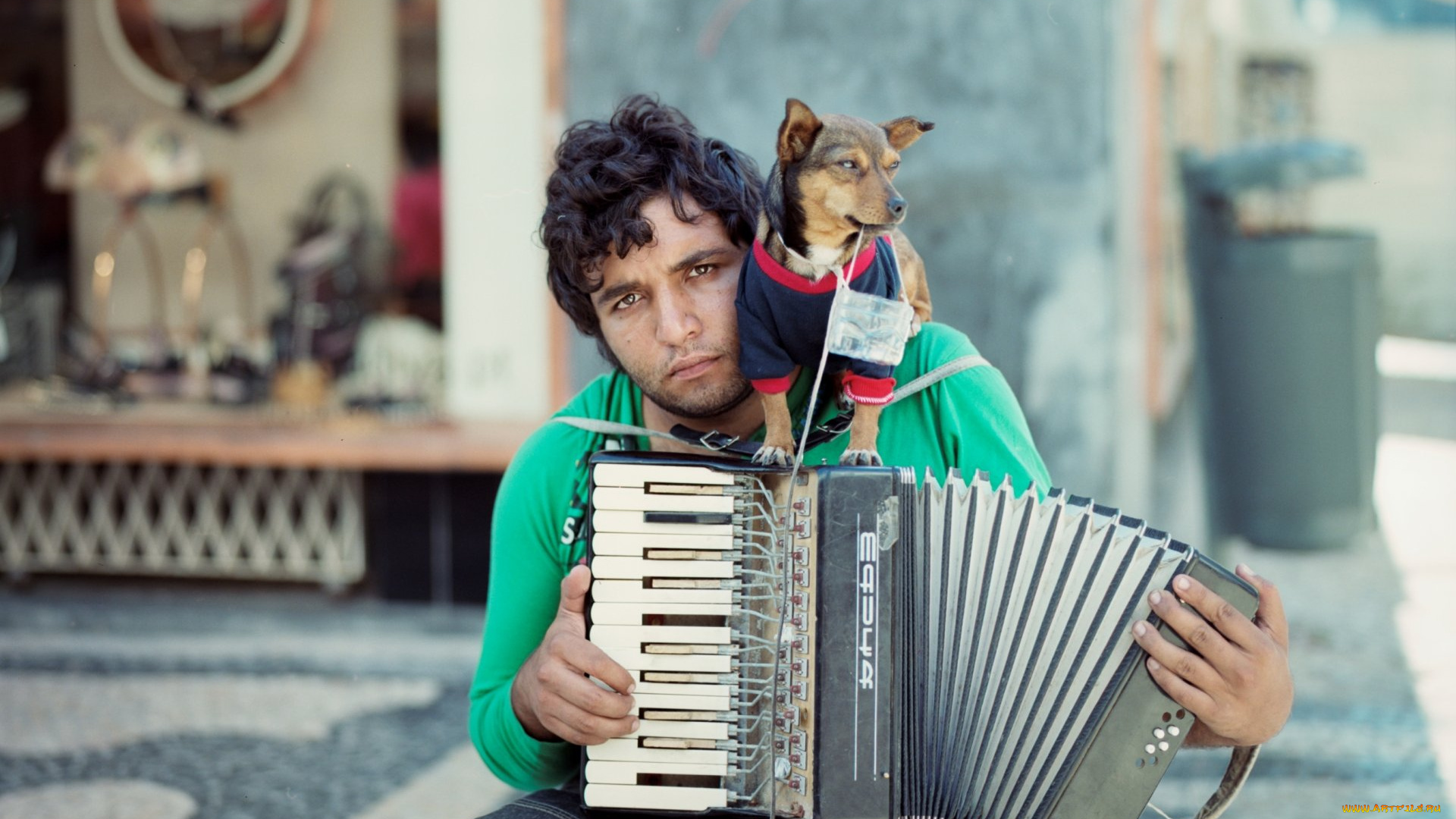 музыка, -другое, аккордеон, улица, собака, баян, мужчина, взгляд