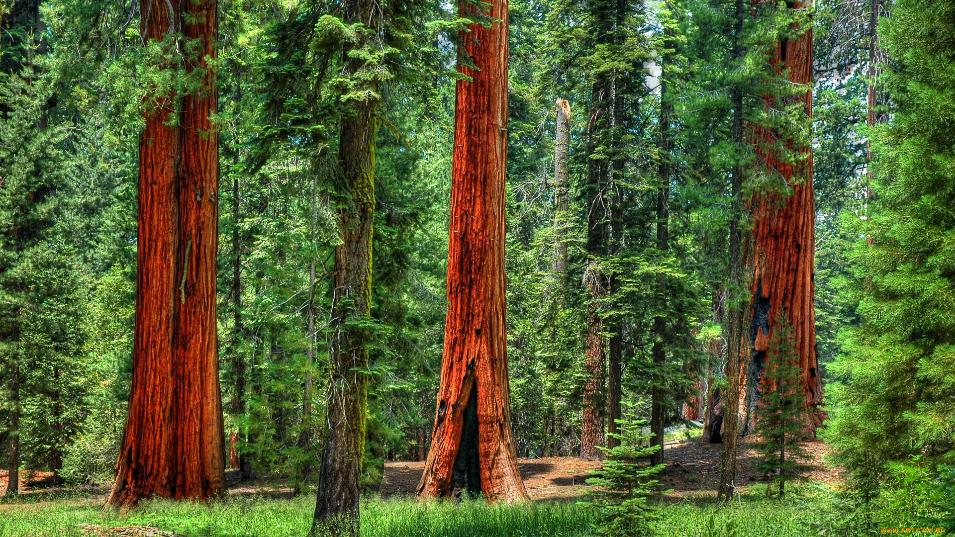 природа, лес, секвойи