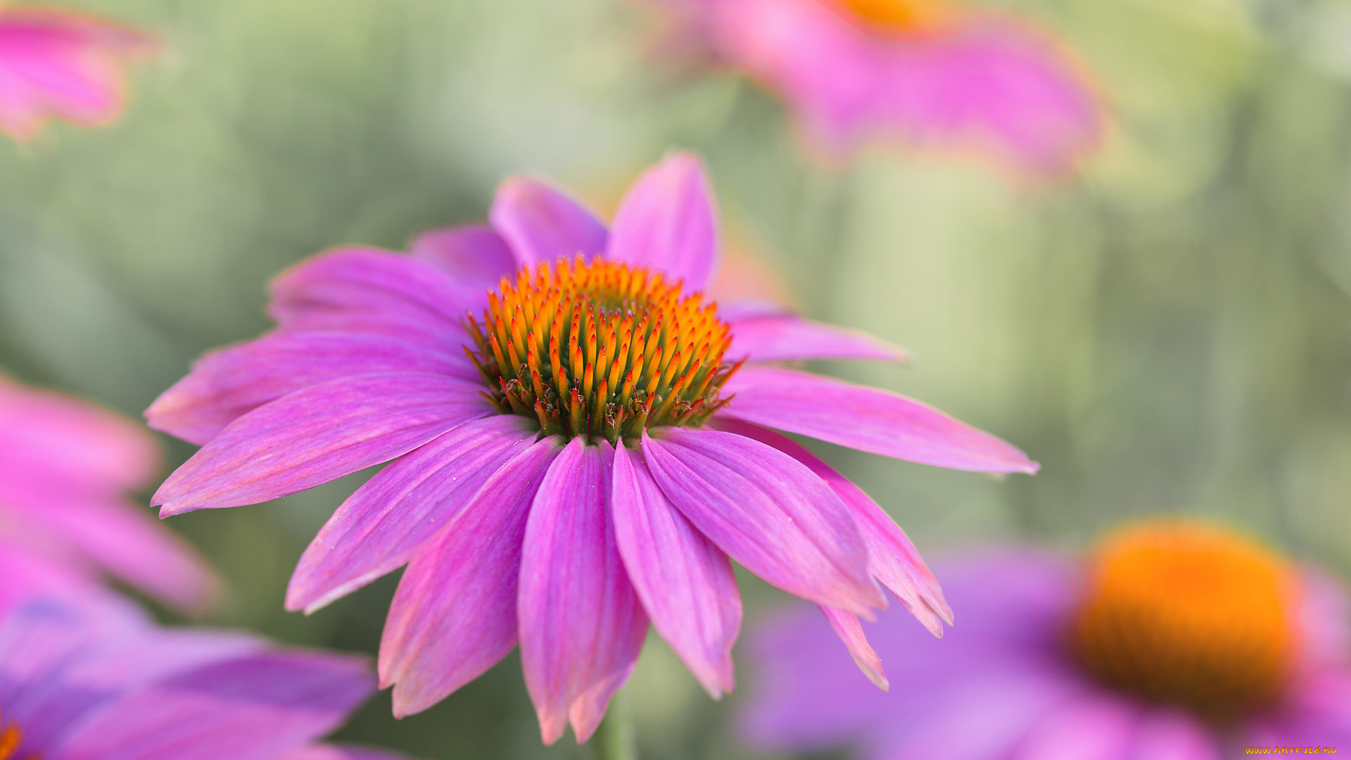 цветы, эхинацея, розовая