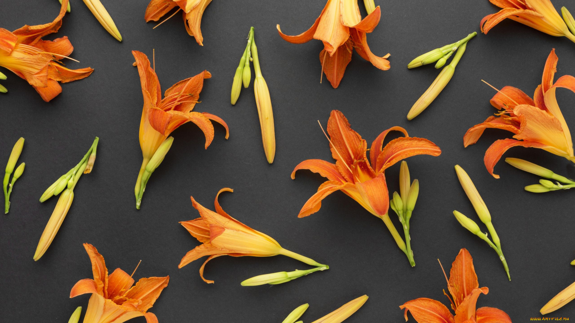 цветы, лилии, , лилейники, лилейник