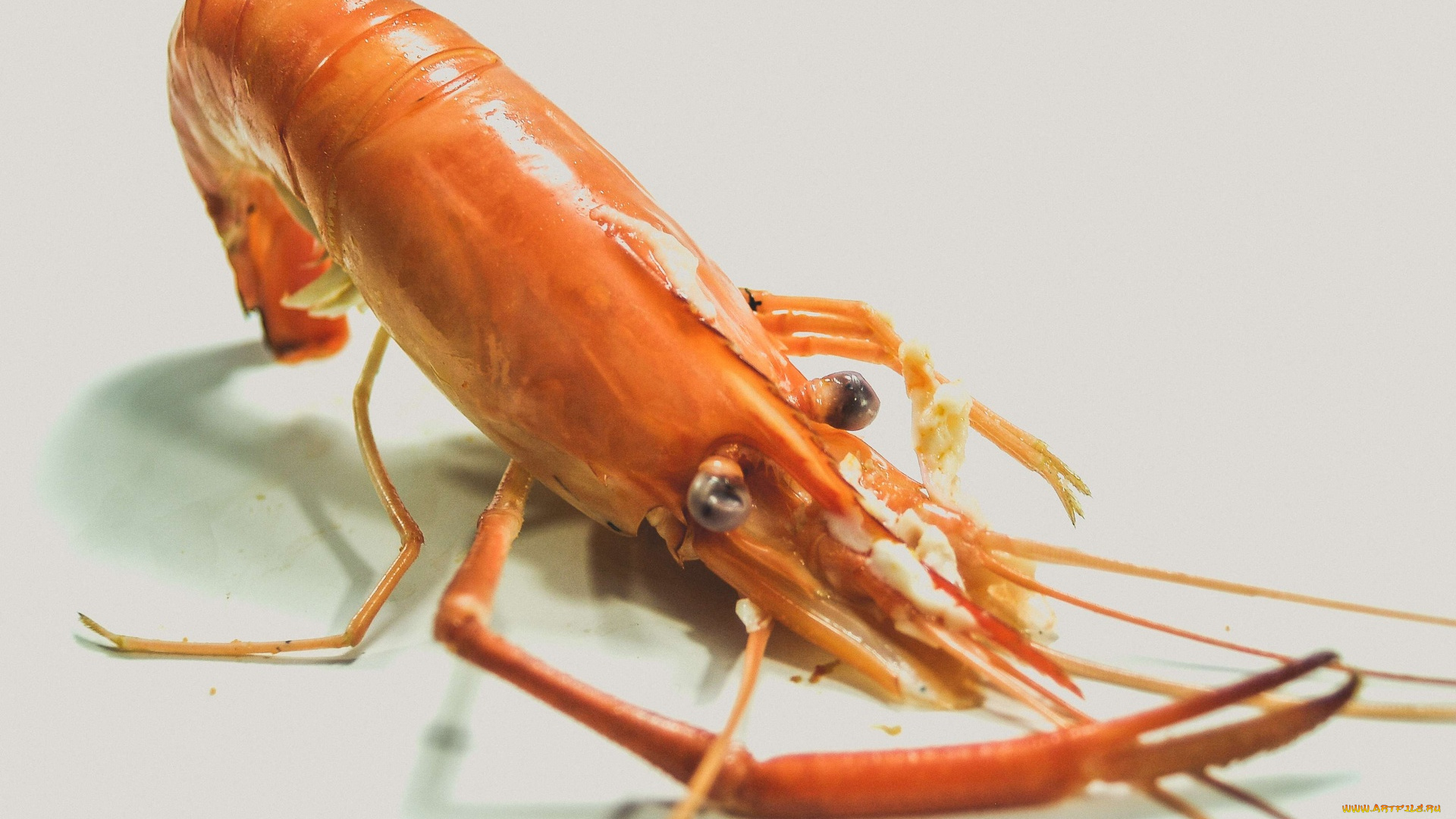 еда, рыба, , морепродукты, , суши, , роллы, креветки