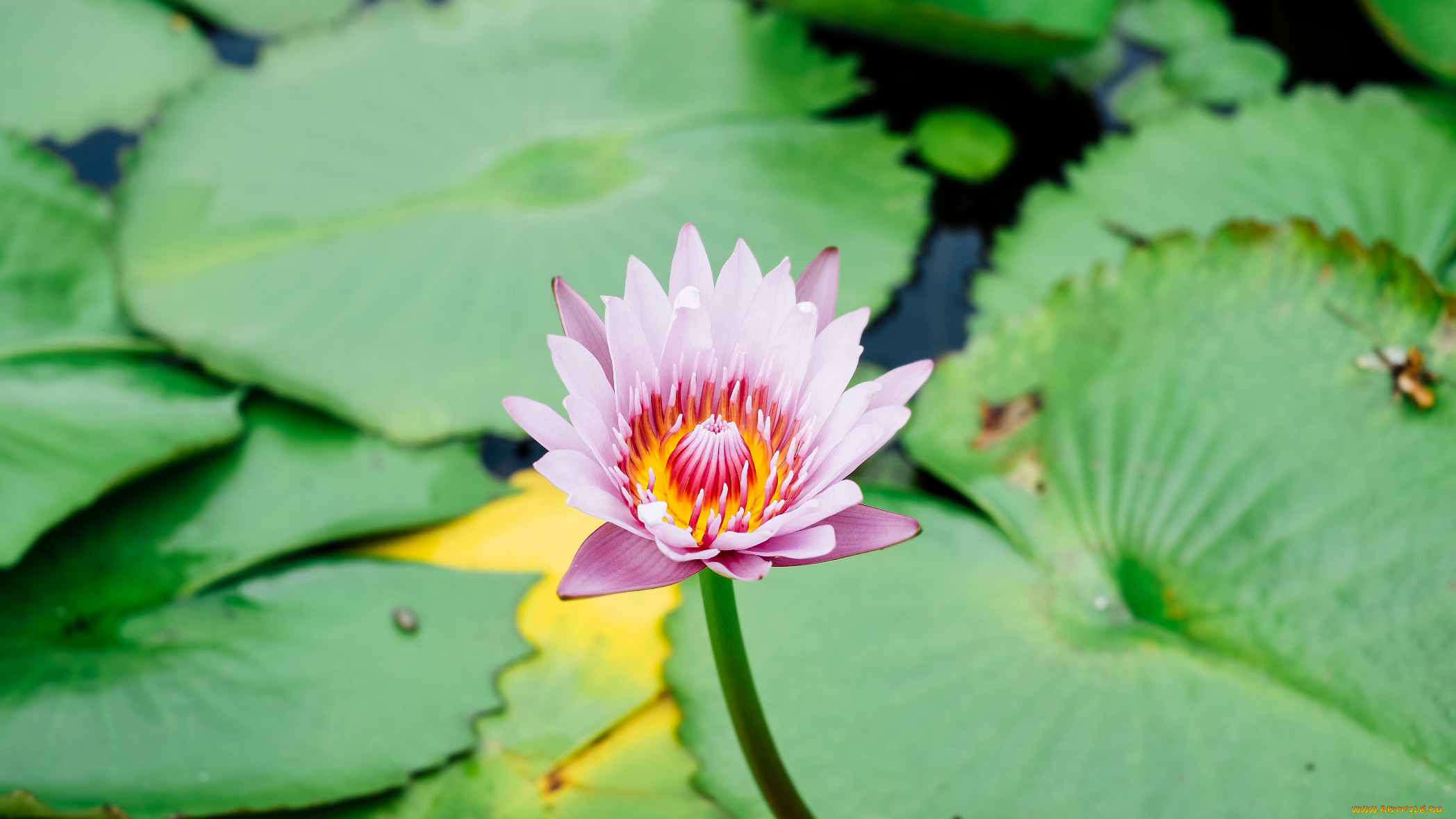 цветы, лилии, водяные, , нимфеи, , кувшинки, лилия, водяная