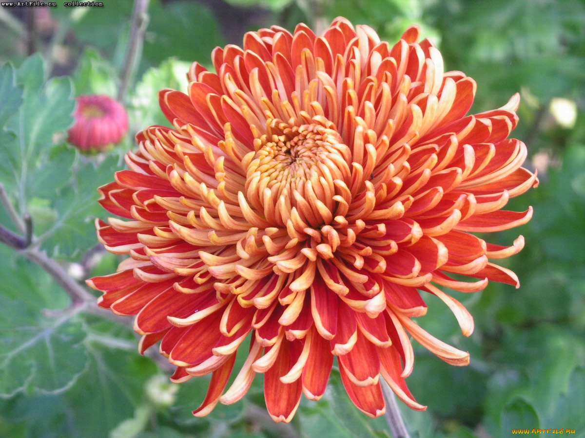 цвет, осени, цветы, хризантемы