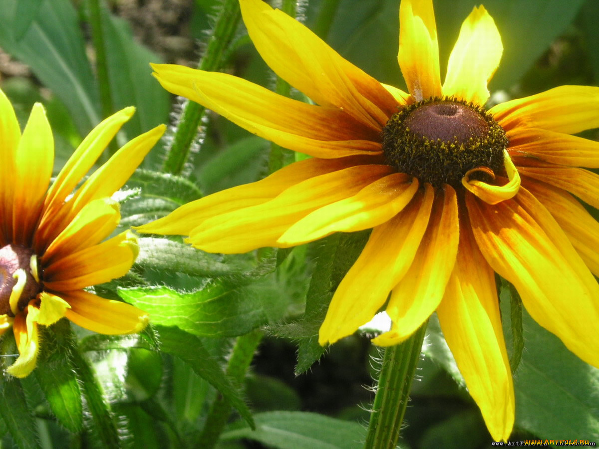 желтая, ромашка, цветы, рудбекия