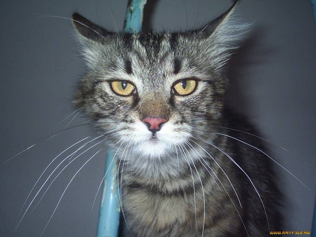 похож, на, тигру, животные, коты