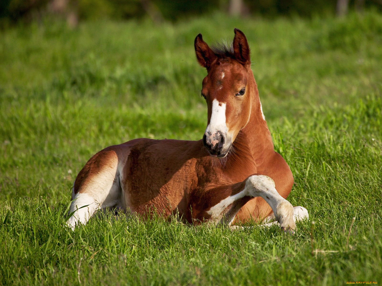 american, paint, foal, iowa, животные, лошади