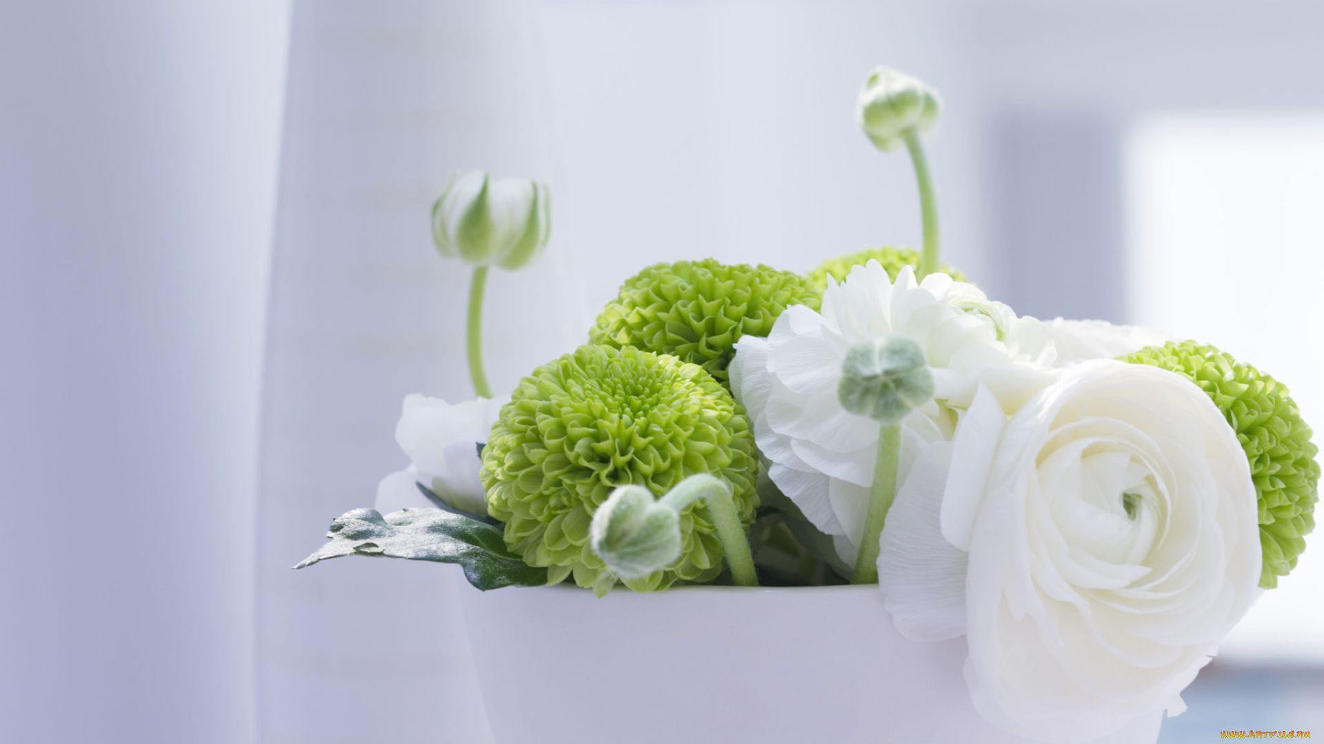 цветы, букеты, композиции