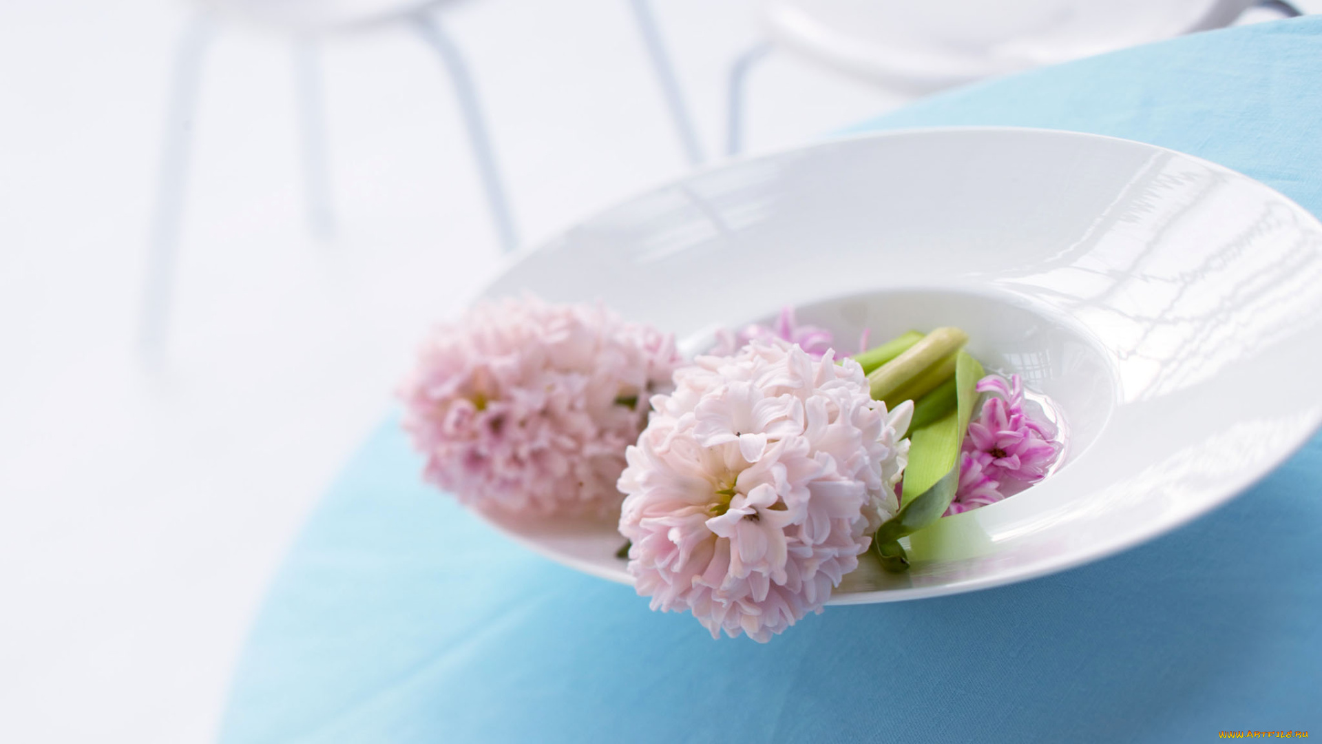 цветы, гиацинты