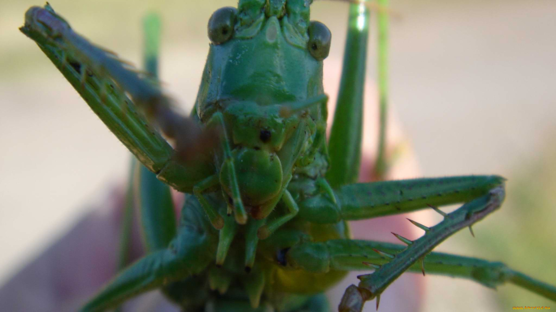 кузнечик, животные, кузнечики, саранча