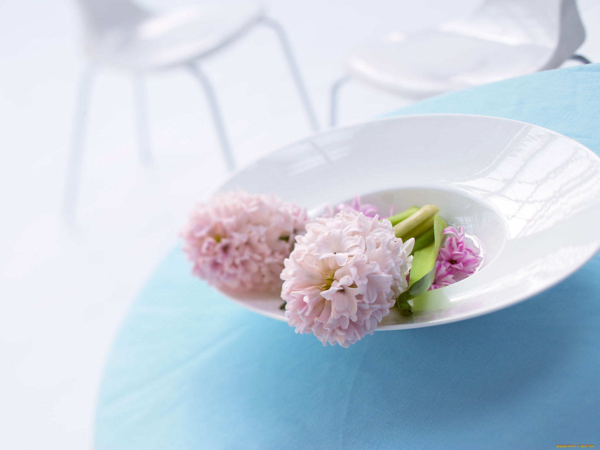 цветы, гиацинты