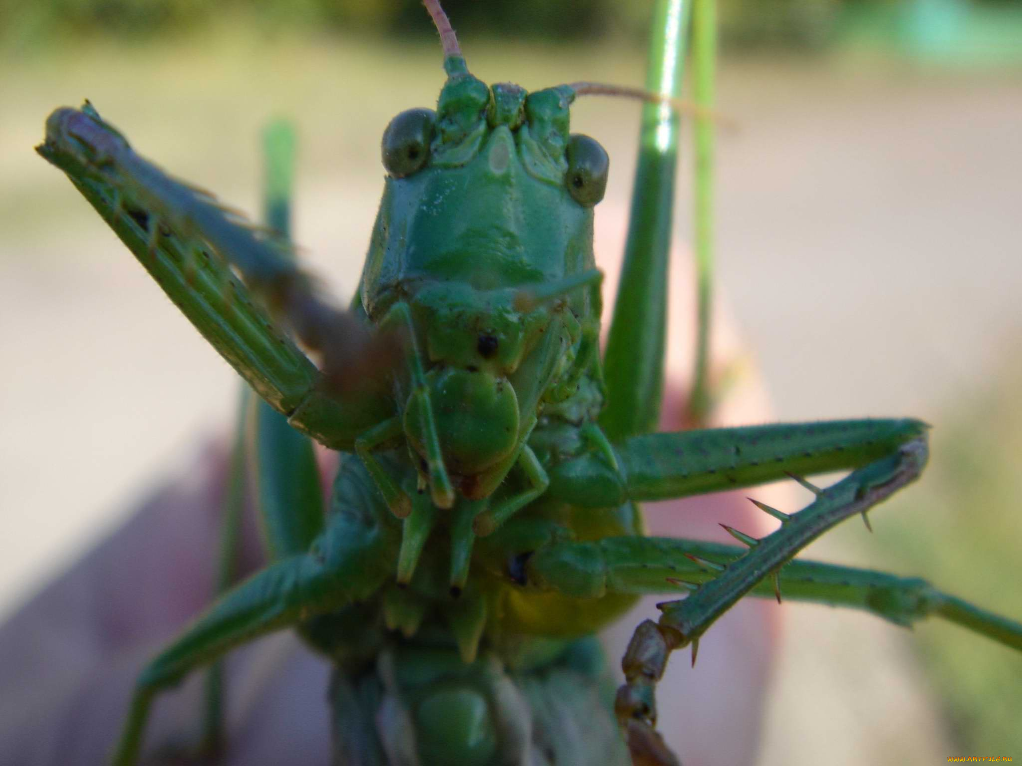 кузнечик, животные, кузнечики, саранча