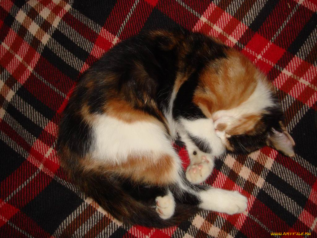 котейка, животные, коты