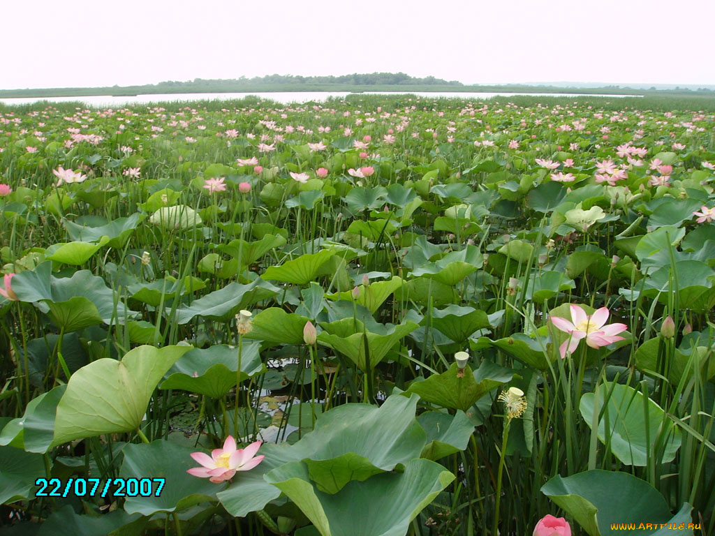 поле, лотосов, цветы, лотосы