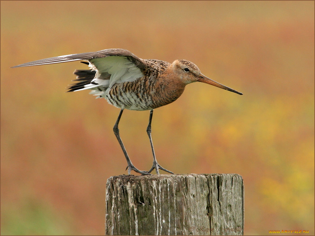 животные, птицы