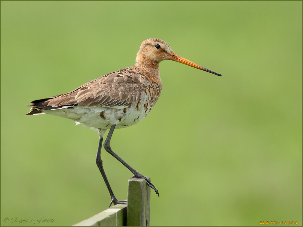 животные, птицы
