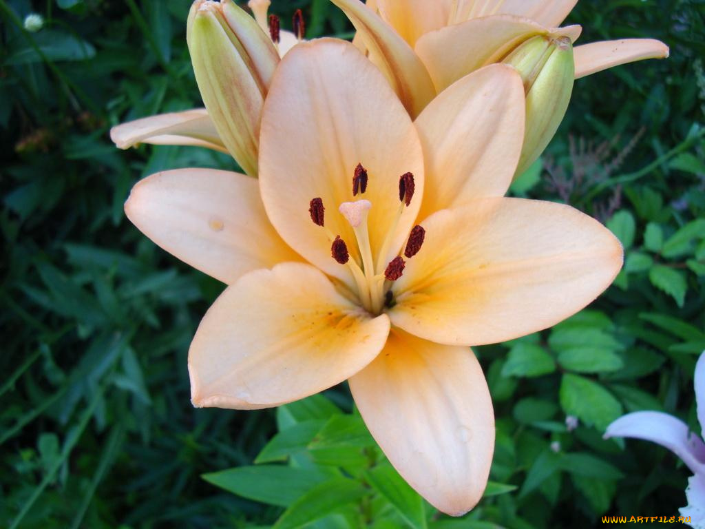 лилия, цветы, лилии, лилейники