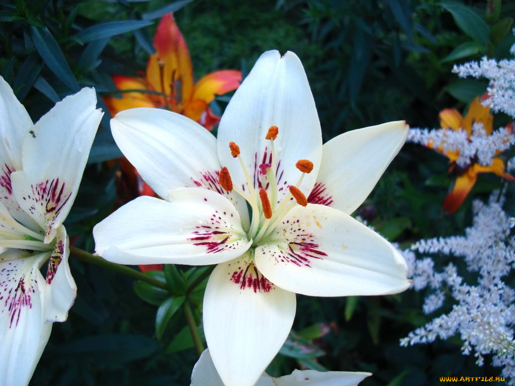 лилия, цветы, лилии, лилейники
