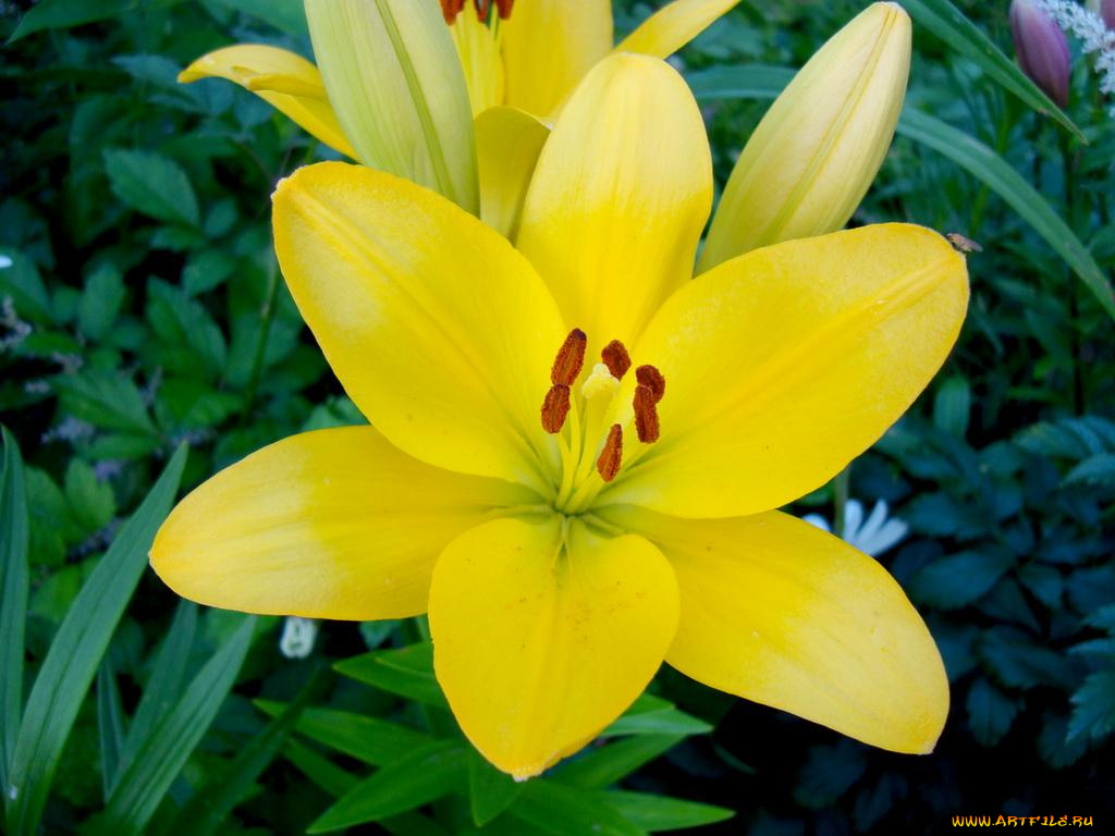 лилия, цветы, лилии, лилейники