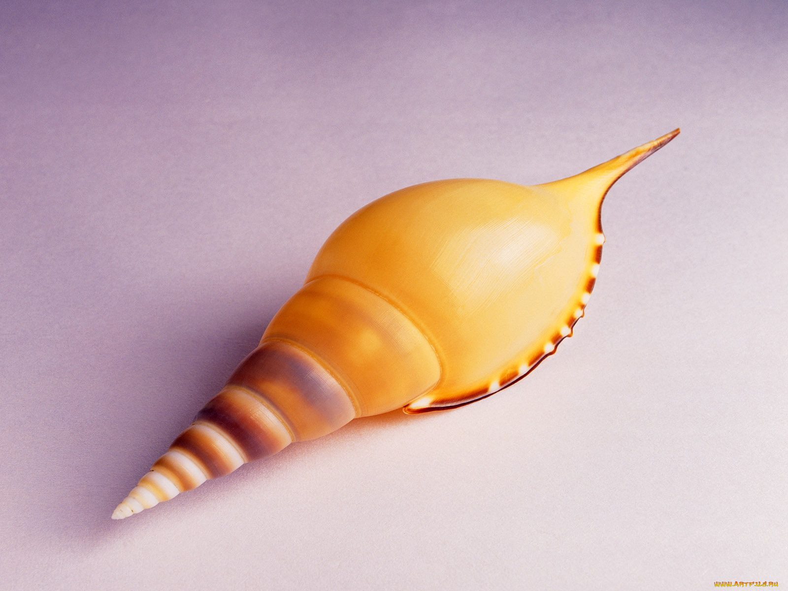 разное, ракушки, кораллы, декоративные, spa, камни