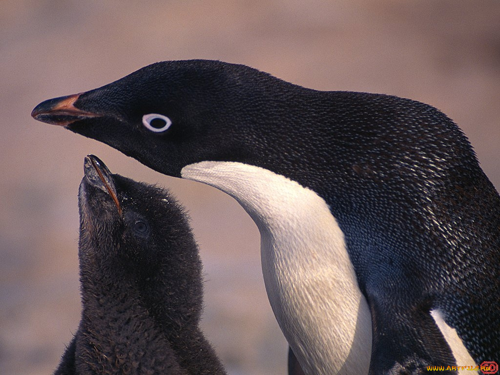 животные, пингвины