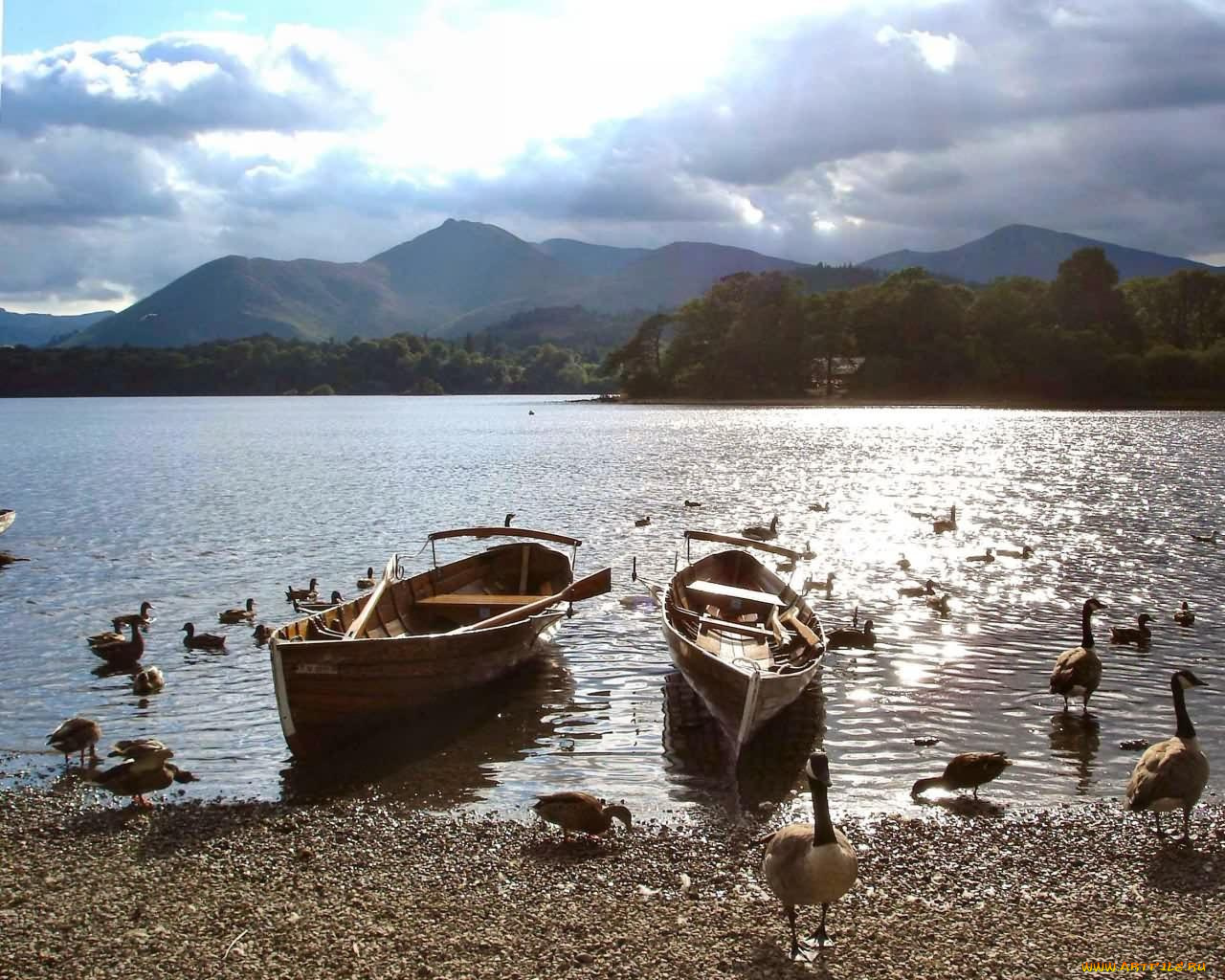 животные, птицы