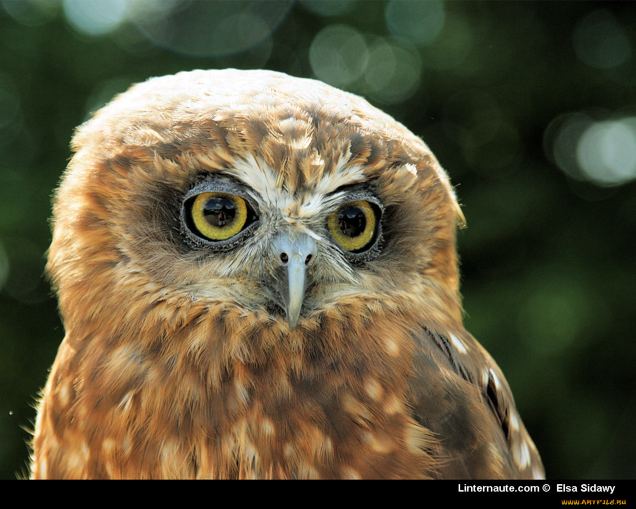 животные, совы