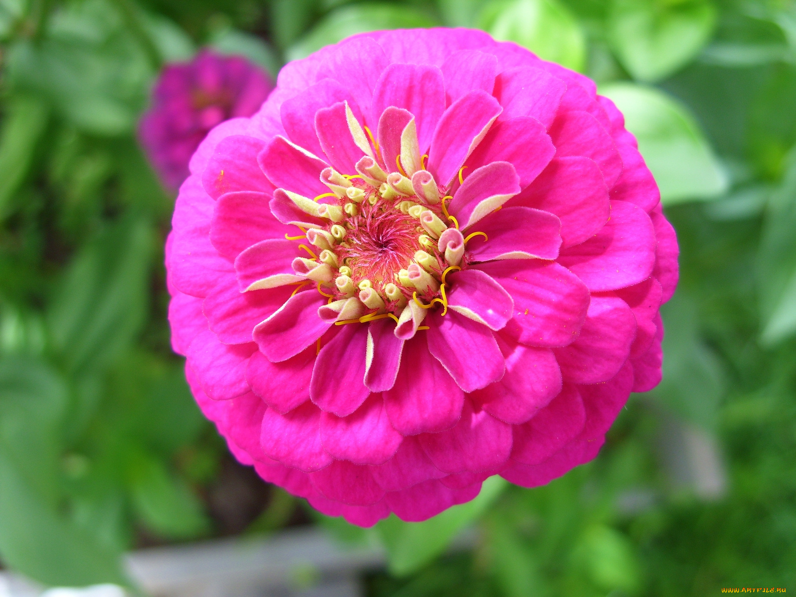 цветы, цинния