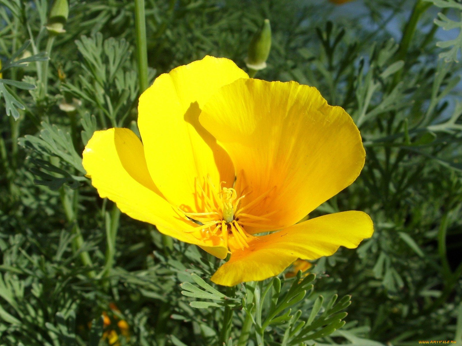 цветы, эшшольция