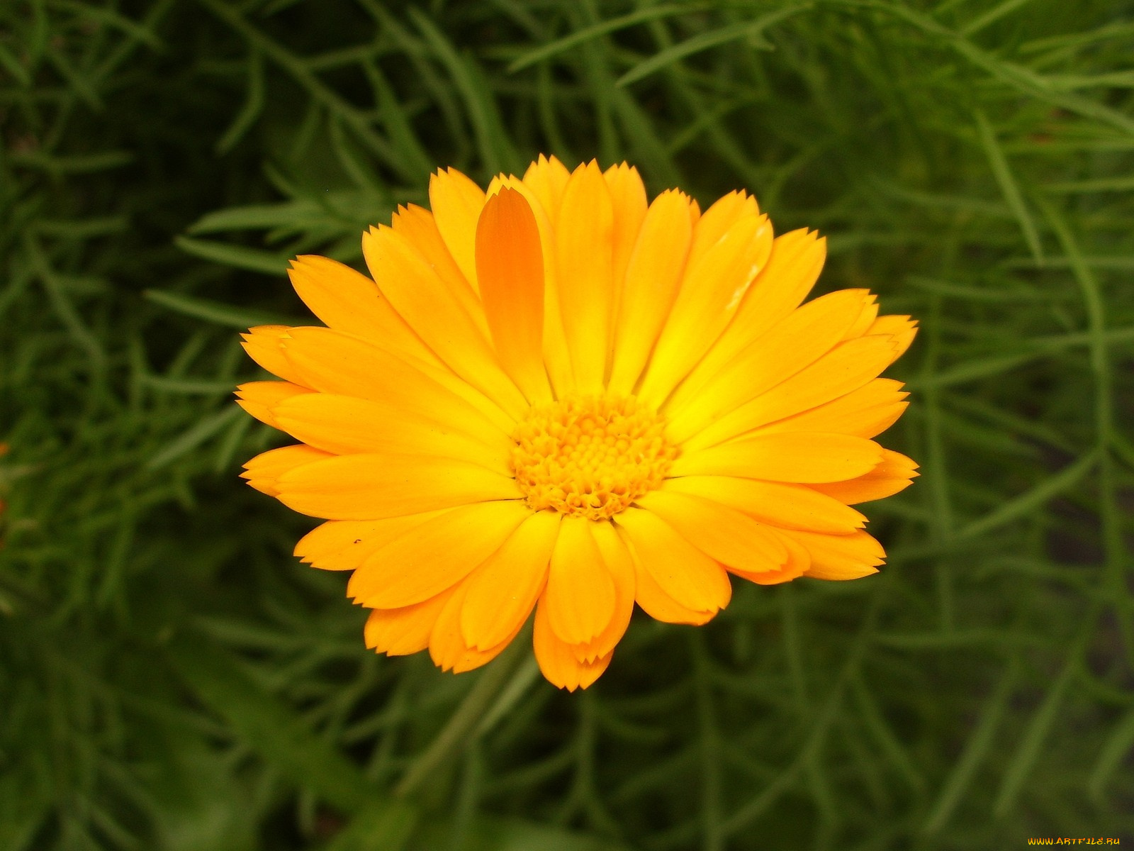 цветы, календула