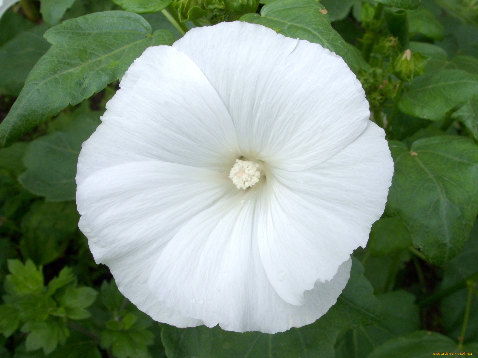 цветы, лаватера