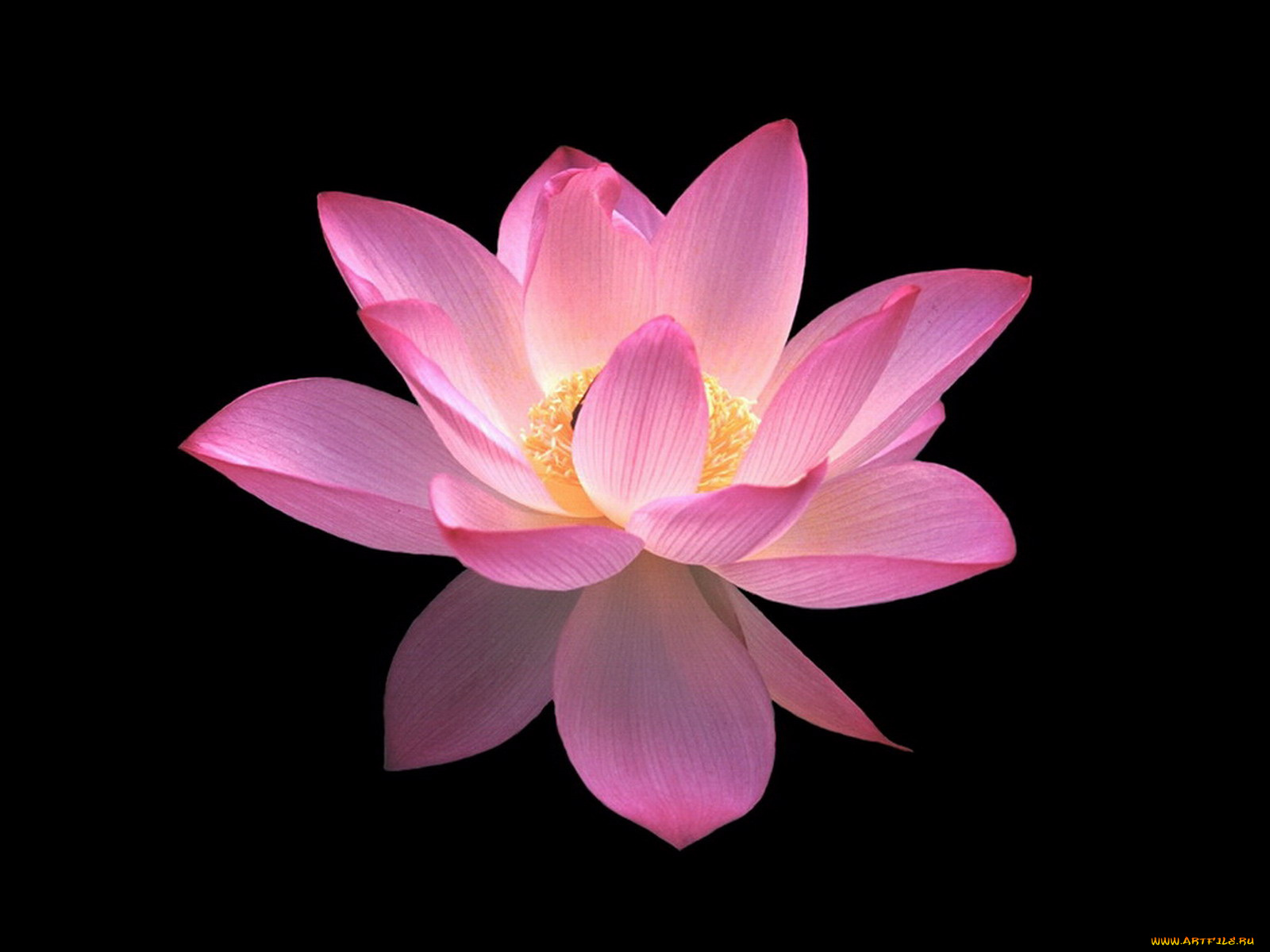 цветы, лотосы