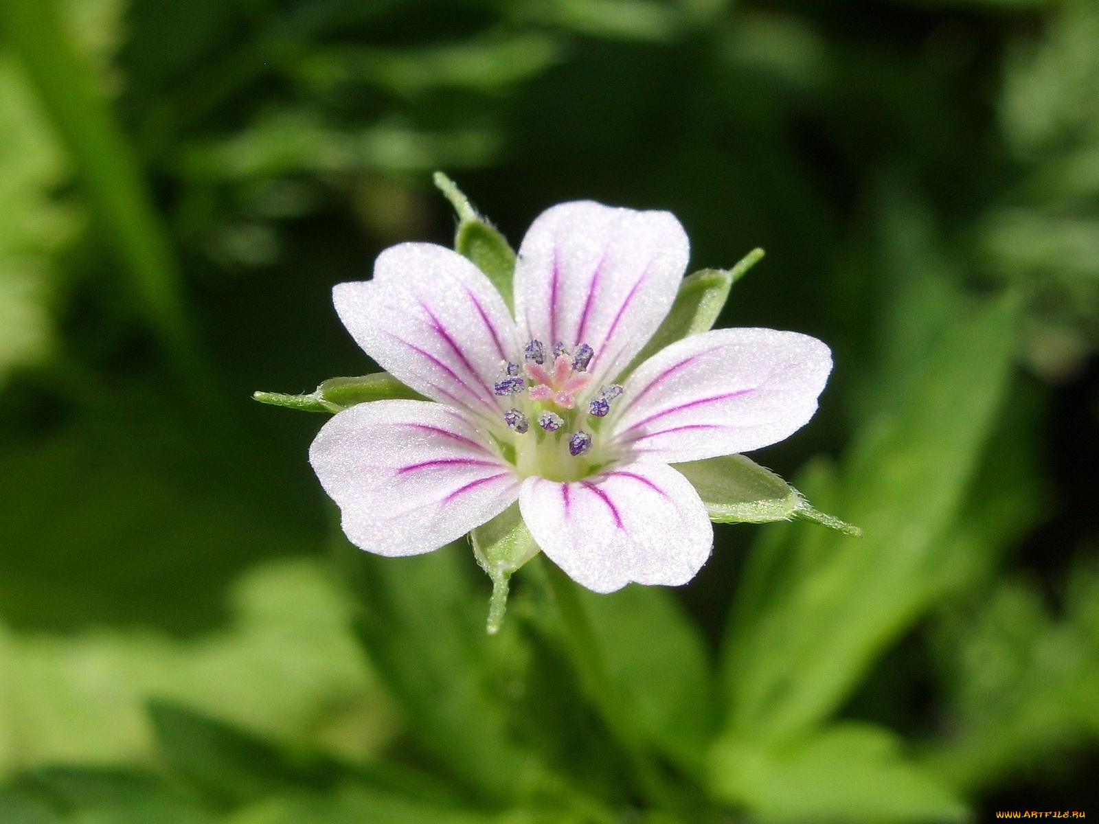 цветы, луговые, полевые
