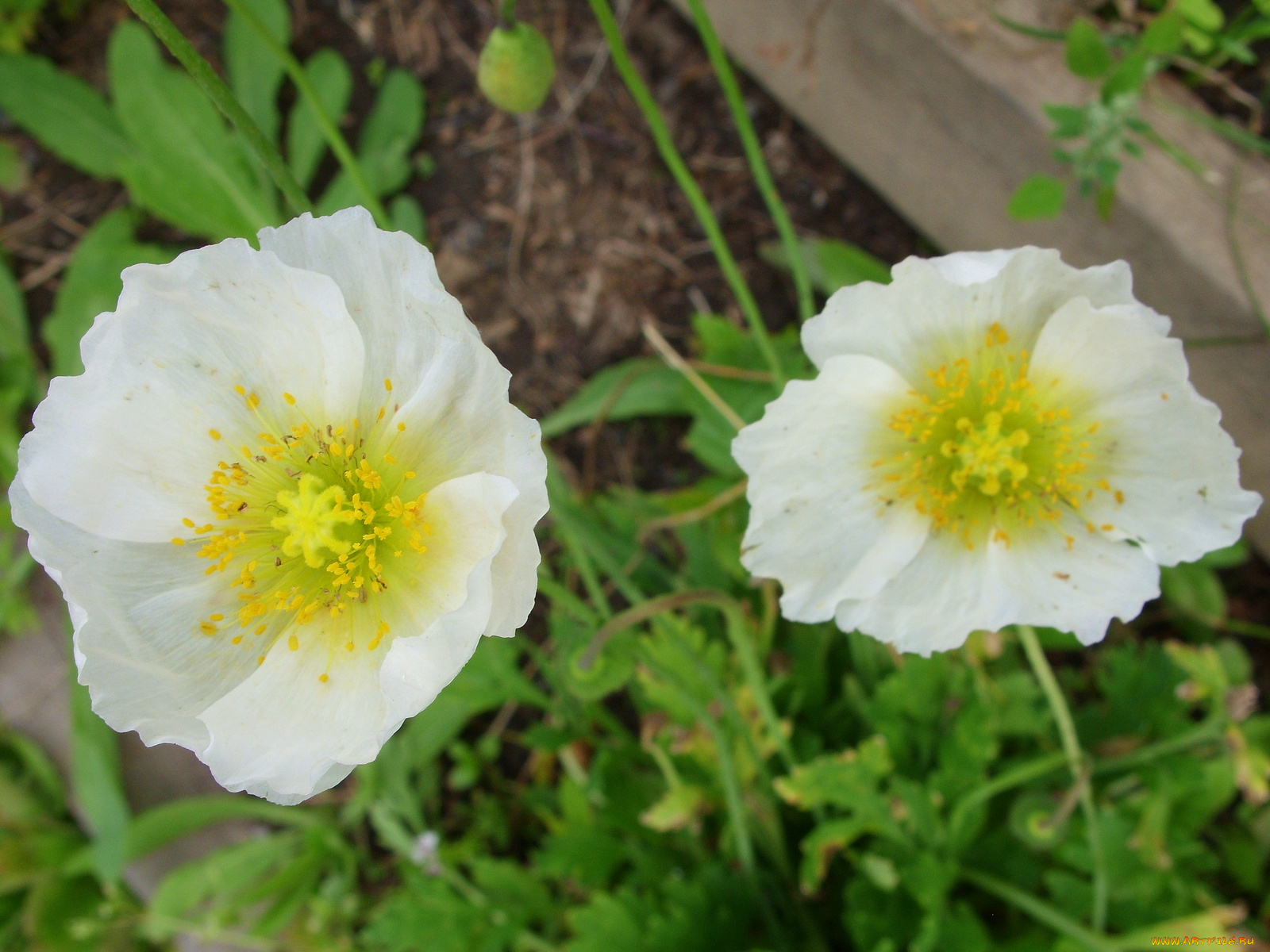 цветы, маки