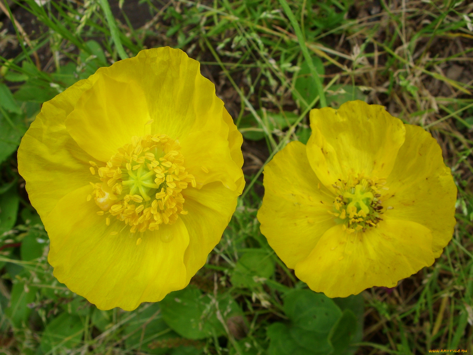 цветы, маки