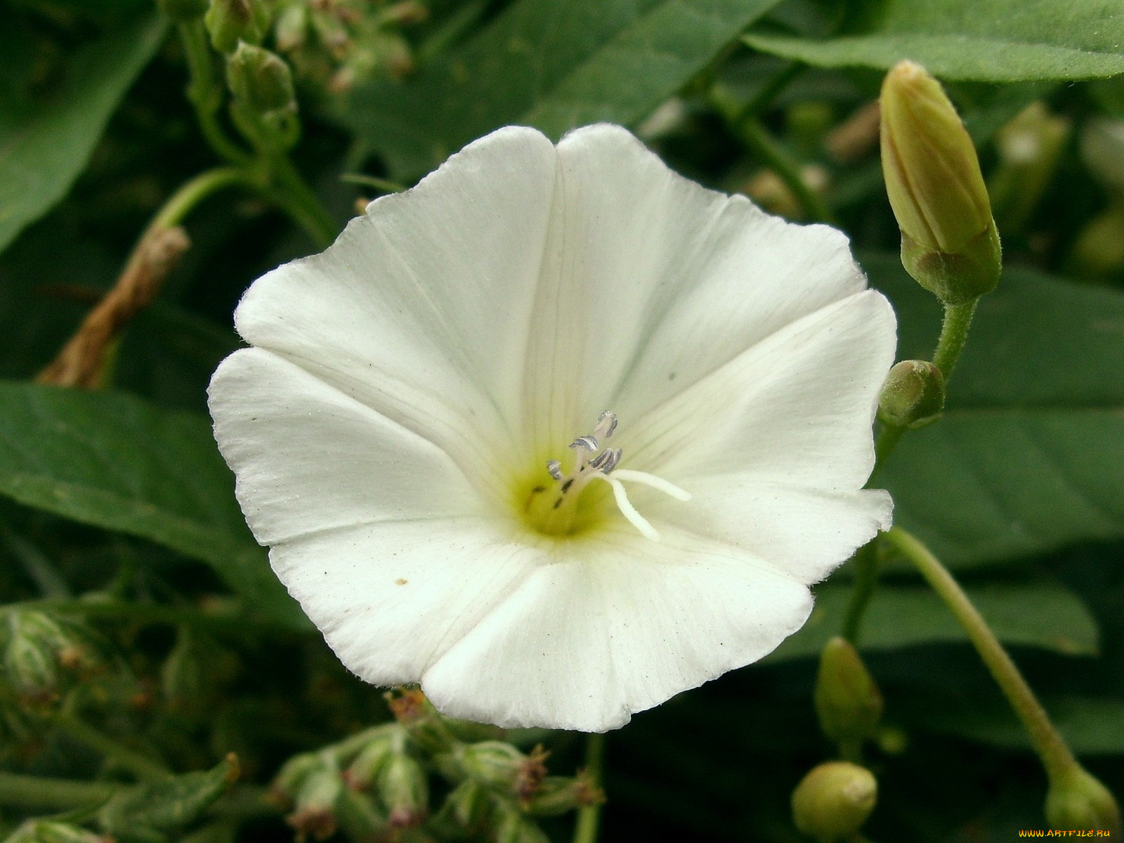 цветы, вьюнки, ипомеи