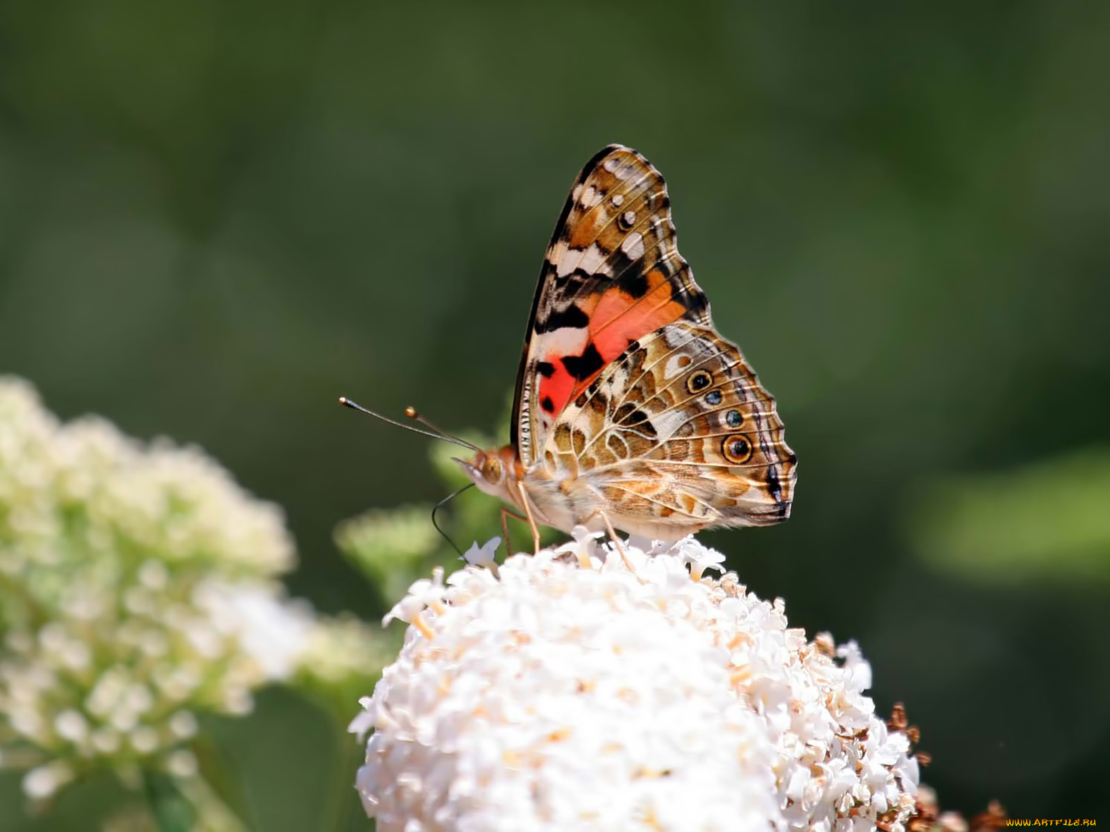животные, бабочки