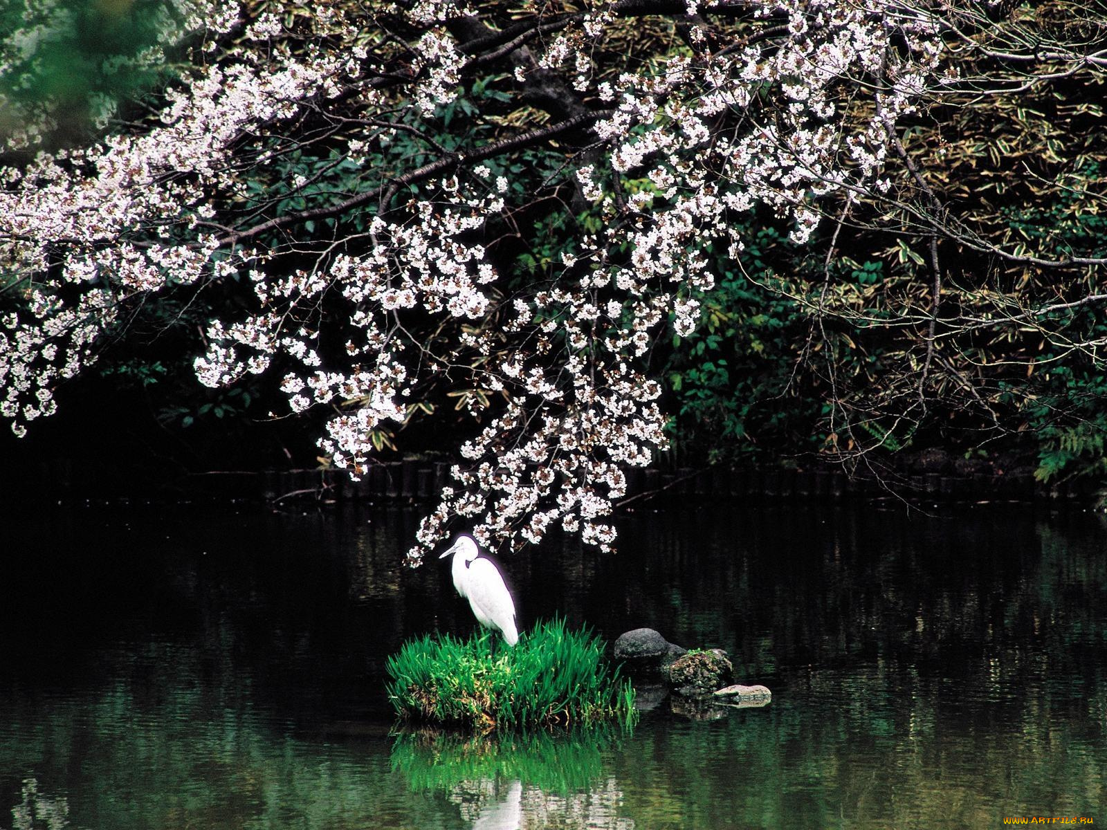 животные, цапли