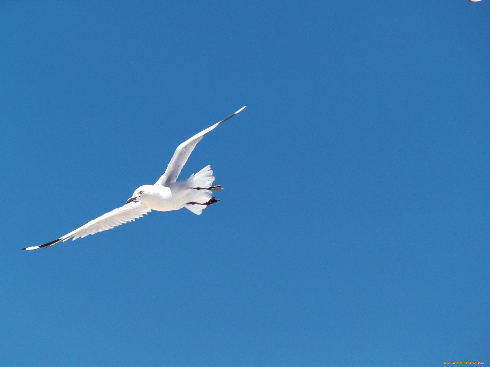 животные, Чайки, бакланы, крачки