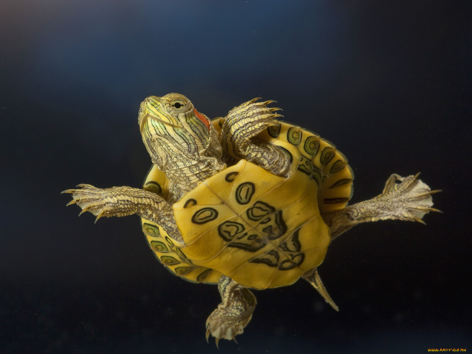 животные, Черепахи