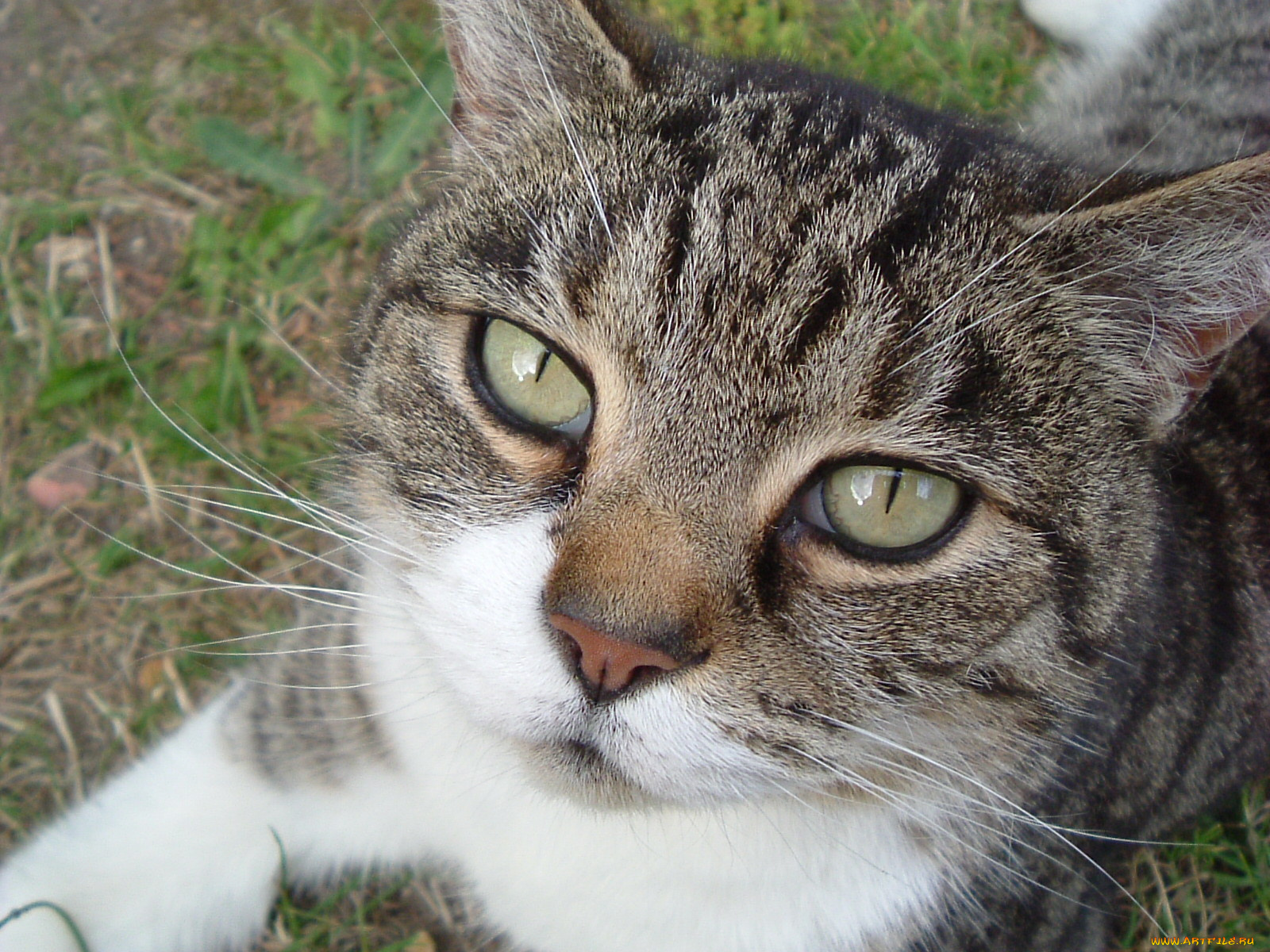 животные, коты