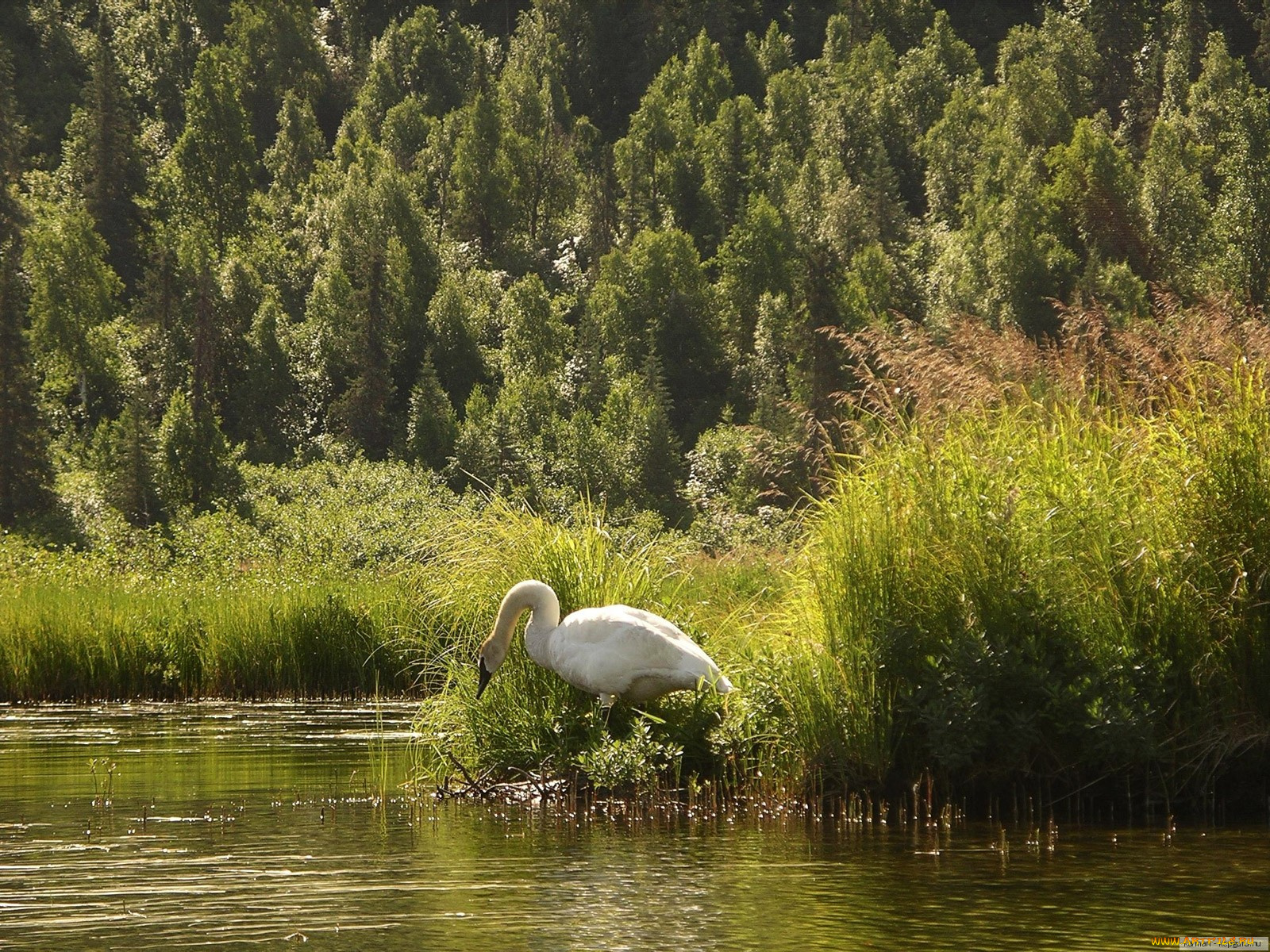 животные, лебеди