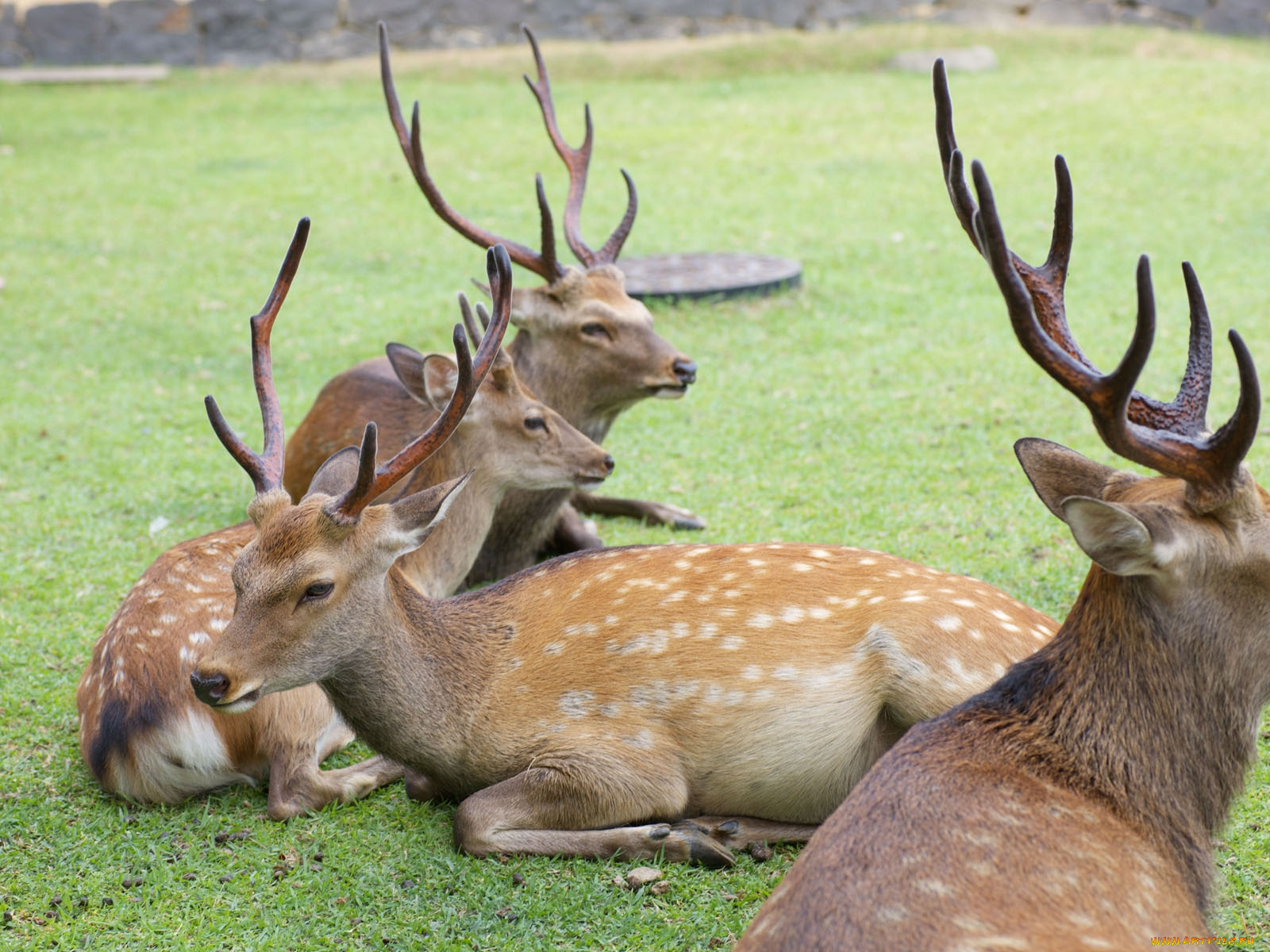 животные, олени