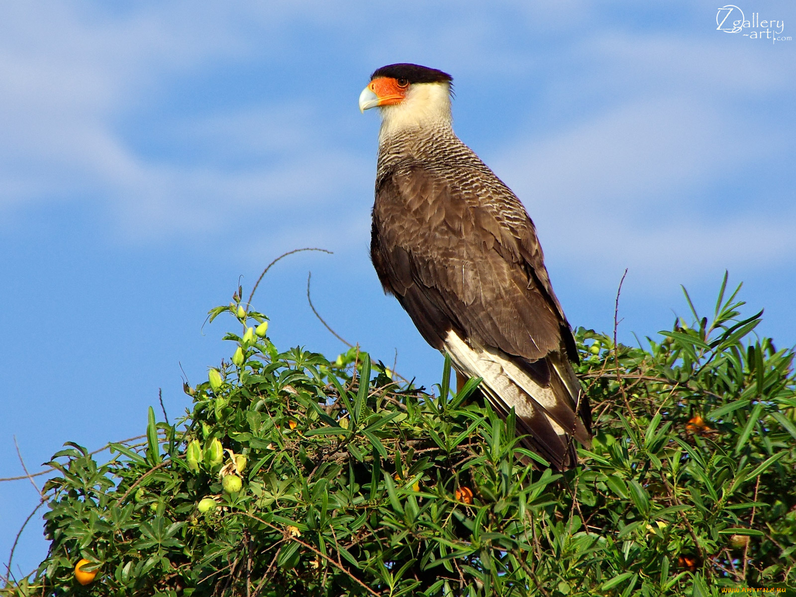 животные, птицы, хищники