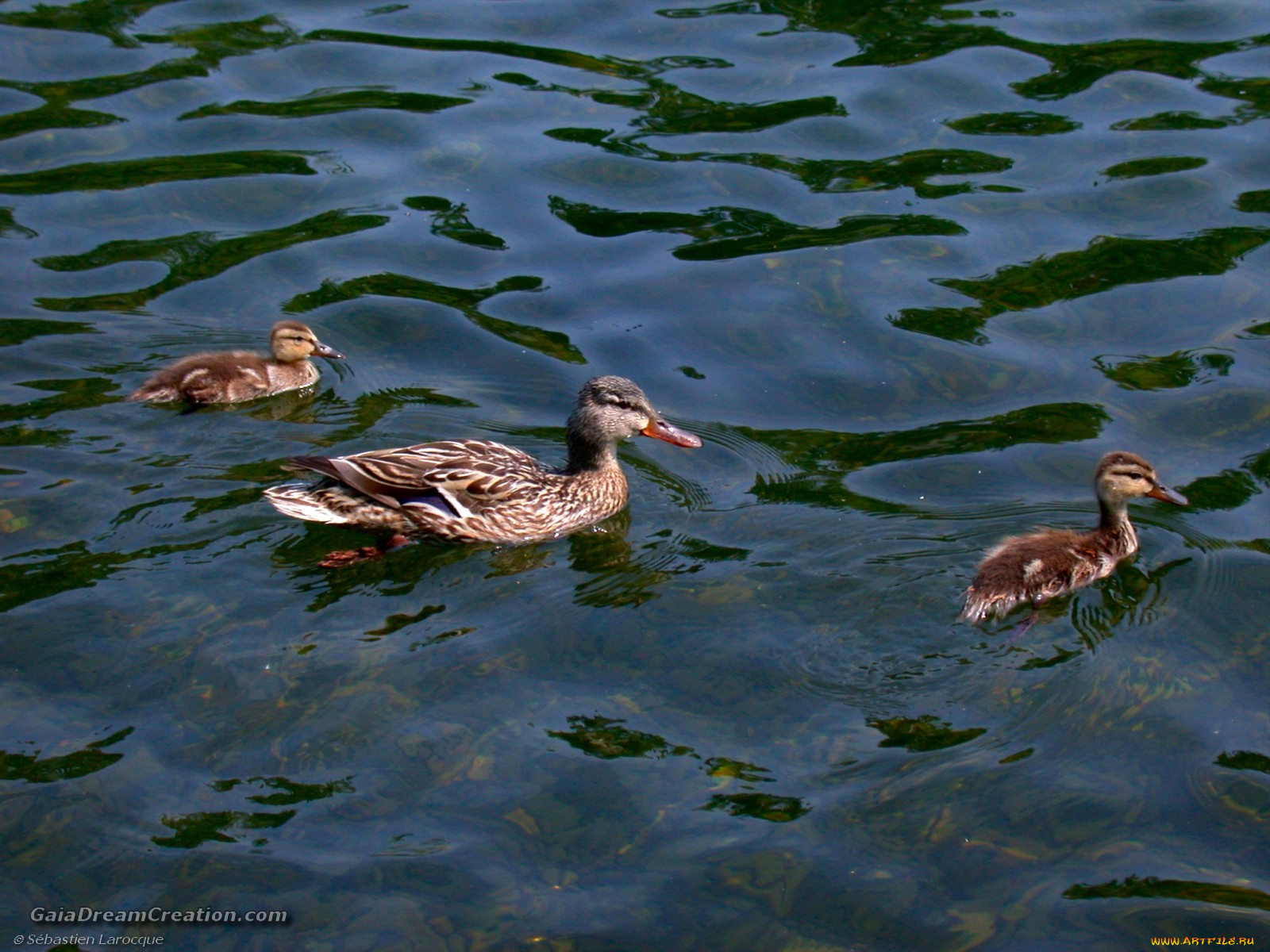 животные, утки