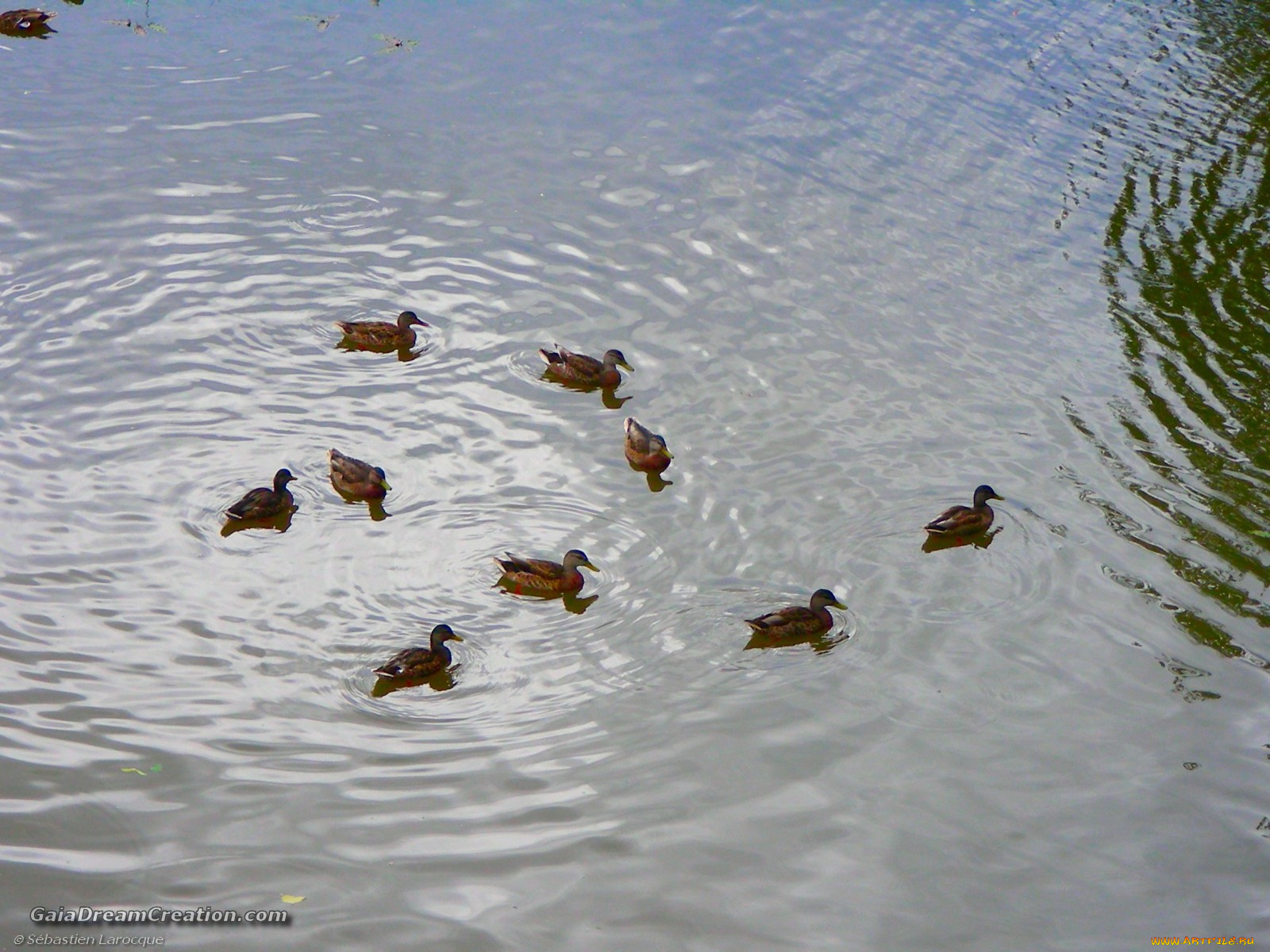 животные, утки