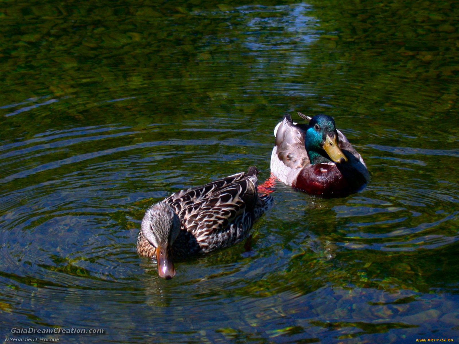 животные, утки