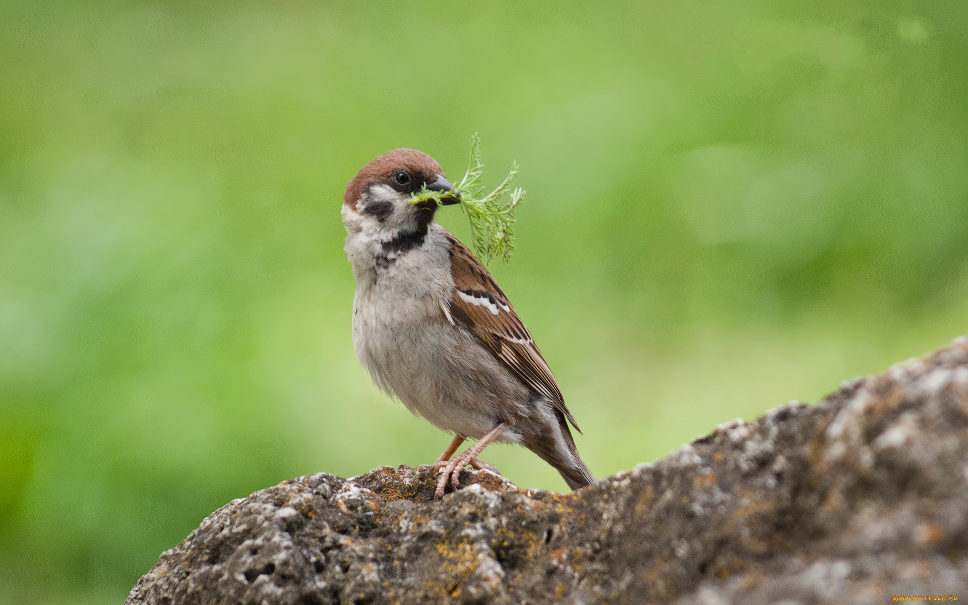 животные, воробьи